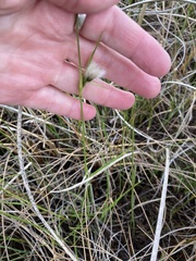 Eriophorum viridicarinatum
