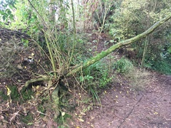 Melicytus ramiflorus