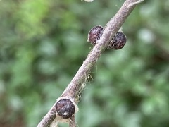 Didesmococcus koreanus
