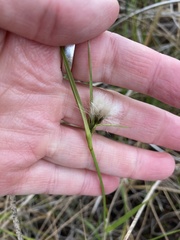 Eriophorum viridicarinatum
