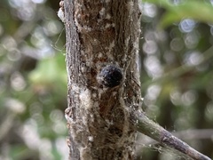 Didesmococcus koreanus