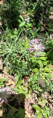 Centaurea linifolia