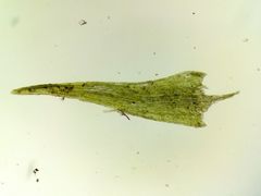 Dicranella varia