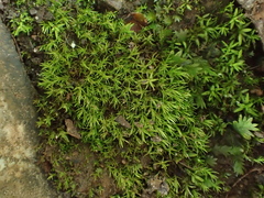 Dicranella varia