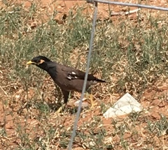 Acridotheres tristis