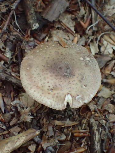 Bisernica (Amanita rubescens)