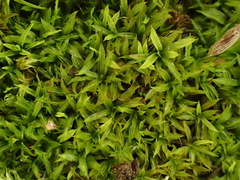 Trichostomum brachydontium
