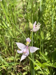 Calopogon oklahomensis
