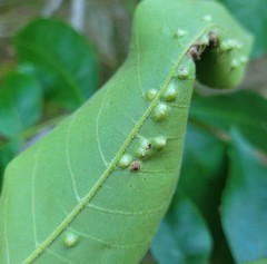 Phylloxera notabilis