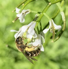 Anthophila