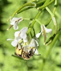 Anthophila