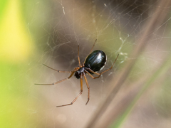 Microlinyphia pusilla