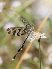 Nemoptera aegyptiaca