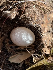 Burhinus oedicnemus