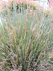Juncus acutiflorus