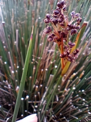 Juncus acutiflorus