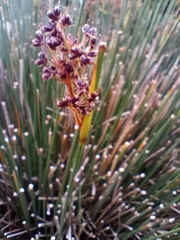 Juncus acutiflorus