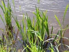 Sparganium erectum