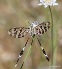 Nemoptera aegyptiaca
