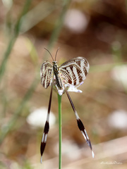 Nemoptera aegyptiaca