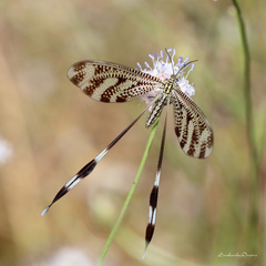 Nemoptera aegyptiaca