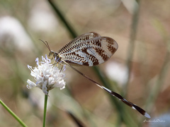 Nemoptera aegyptiaca