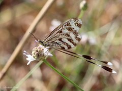 Nemoptera aegyptiaca