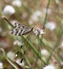 Nemoptera aegyptiaca