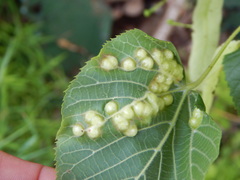 Didymomyia tiliacea