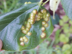 Didymomyia tiliacea