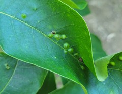 Phylloxera notabilis