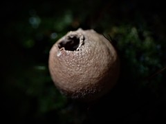 Lycoperdon subincarnatum