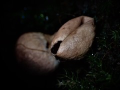 Lycoperdon subincarnatum