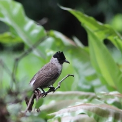 Pycnonotus aurigaster