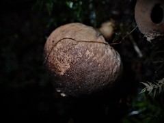 Lycoperdon subincarnatum