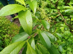 Salix appendiculata