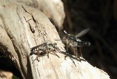 Cyrtopogon