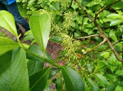 Salix appendiculata