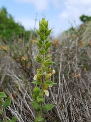 Teucrium flavum hellenicum