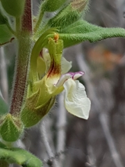 Teucrium flavum hellenicum