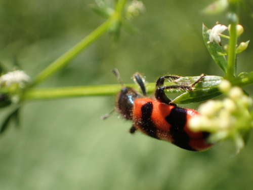 Pčelinji vuk (Trichodes apiarius)
