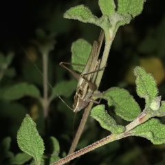 Conocephalus albescens