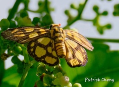 Odina hieroglyphica ortina