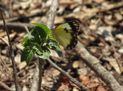 Belenois creona prorsus