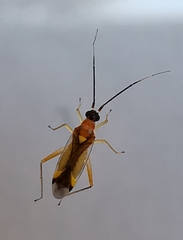 Campyloneura virgula
