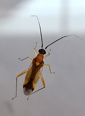 Campyloneura virgula