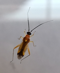 Campyloneura virgula