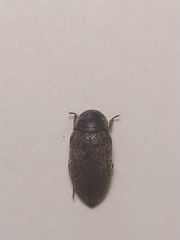 Dermestes frischii