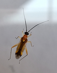 Campyloneura virgula