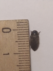 Dermestes frischii